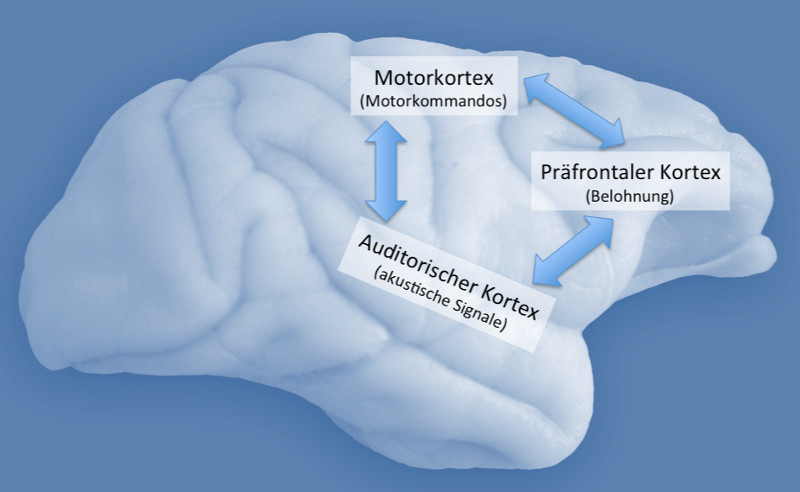 Figure of a brain