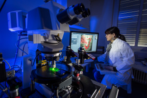 Researcher inspects a slide with a microscope