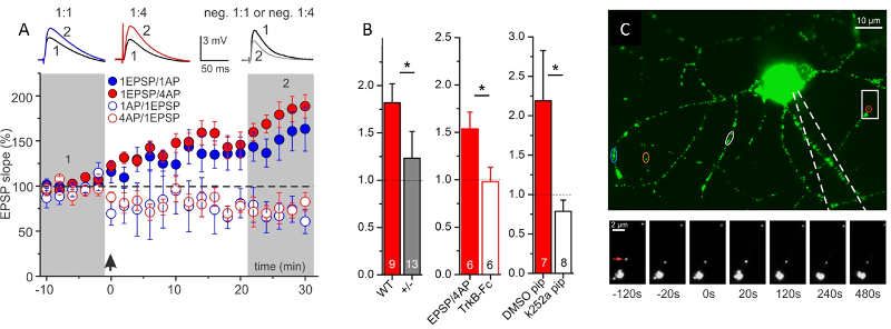 Graphs and figures of endogenous BDNF